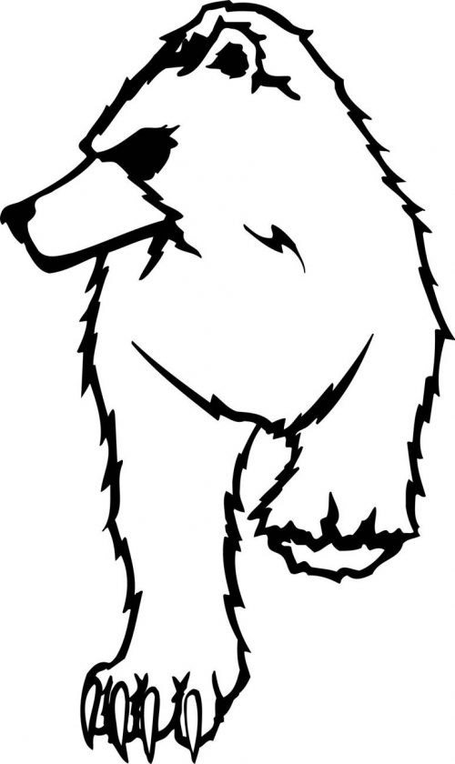 BEAR-050