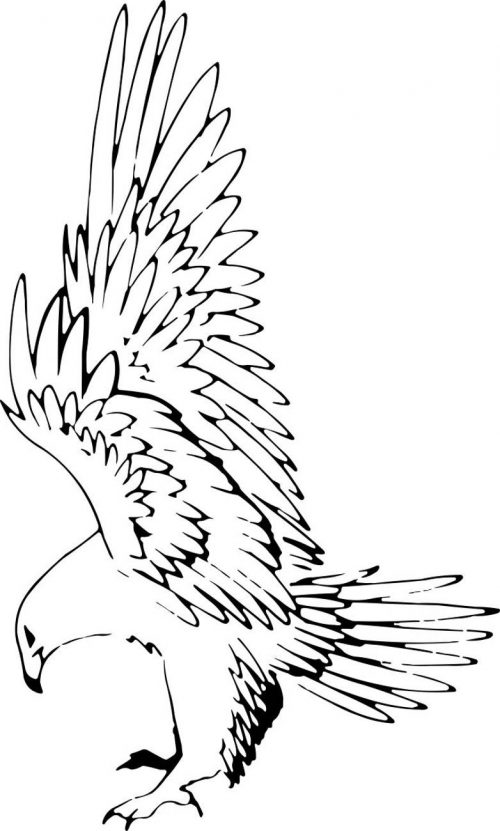 BIRD-PREDATOR-016