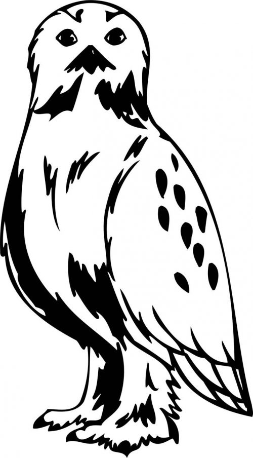 BIRD-PREDATOR-142