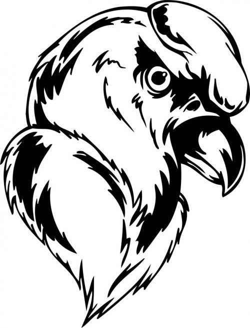 BIRD-PREDATOR-168