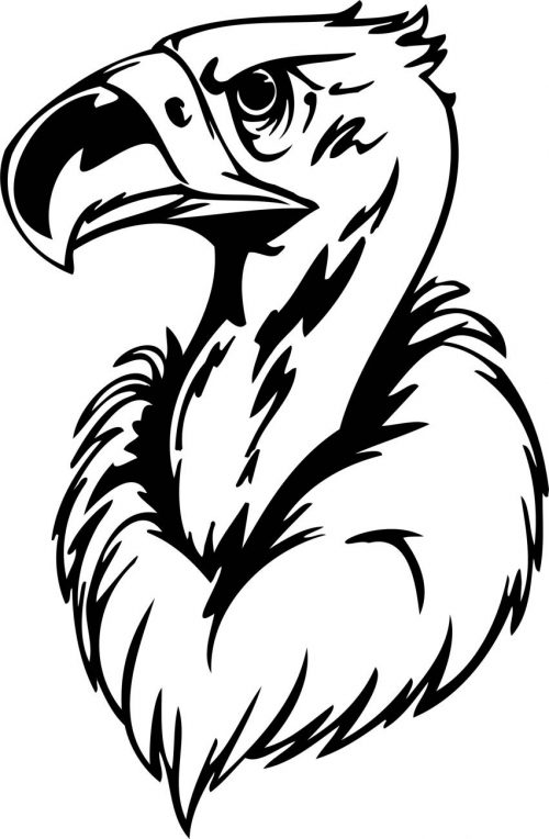 BIRD-PREDATOR-172