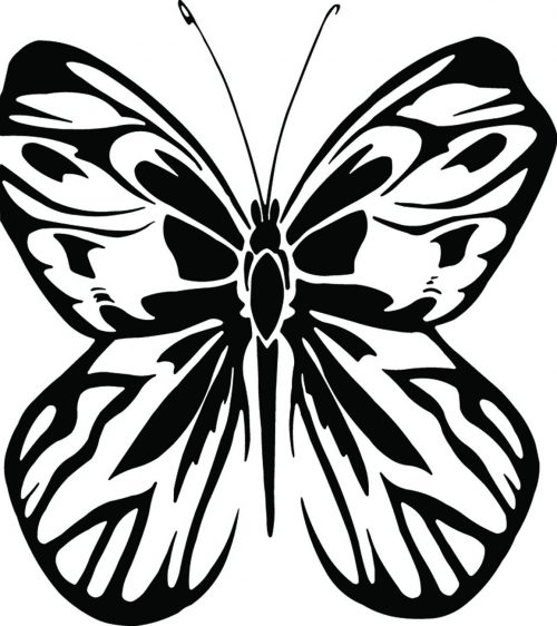 BUTTERFLY-457