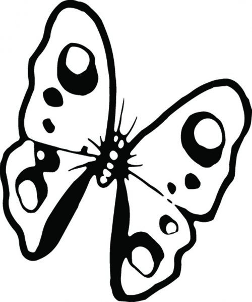 BUTTERFLY-461