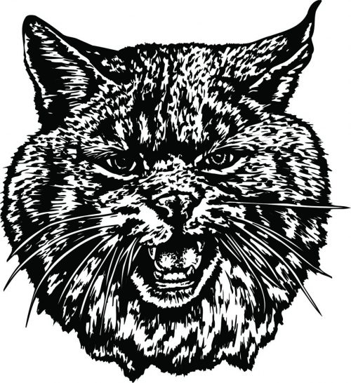 BIG-CAT-115