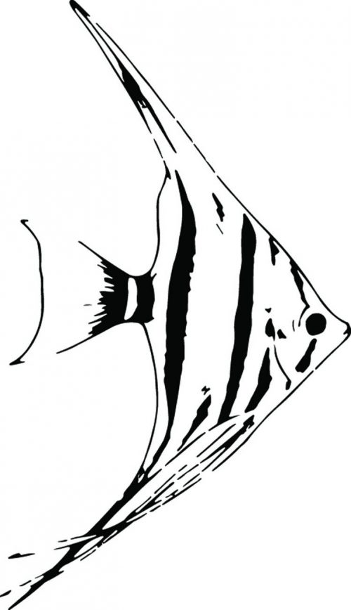 FISH-015