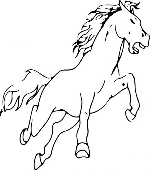 HORSE-017