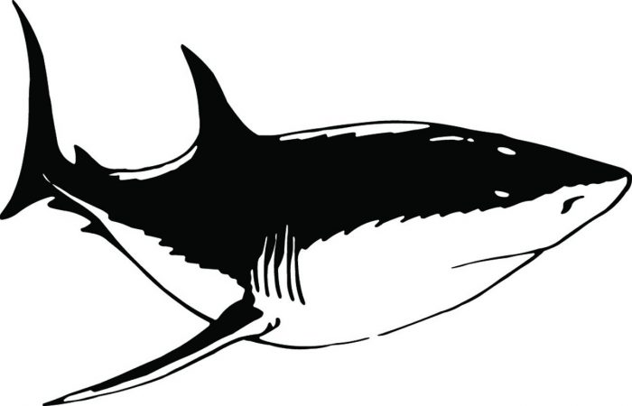 SHARK-085